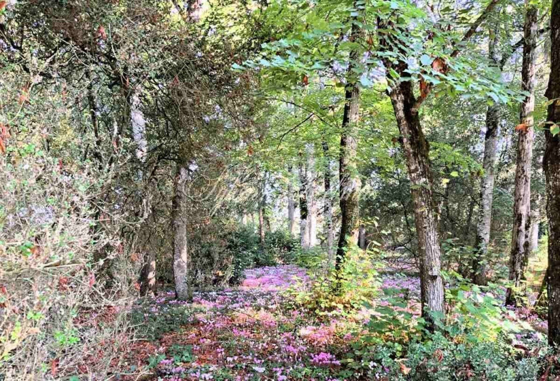 50 Room Property For Sale Near Tours (37)