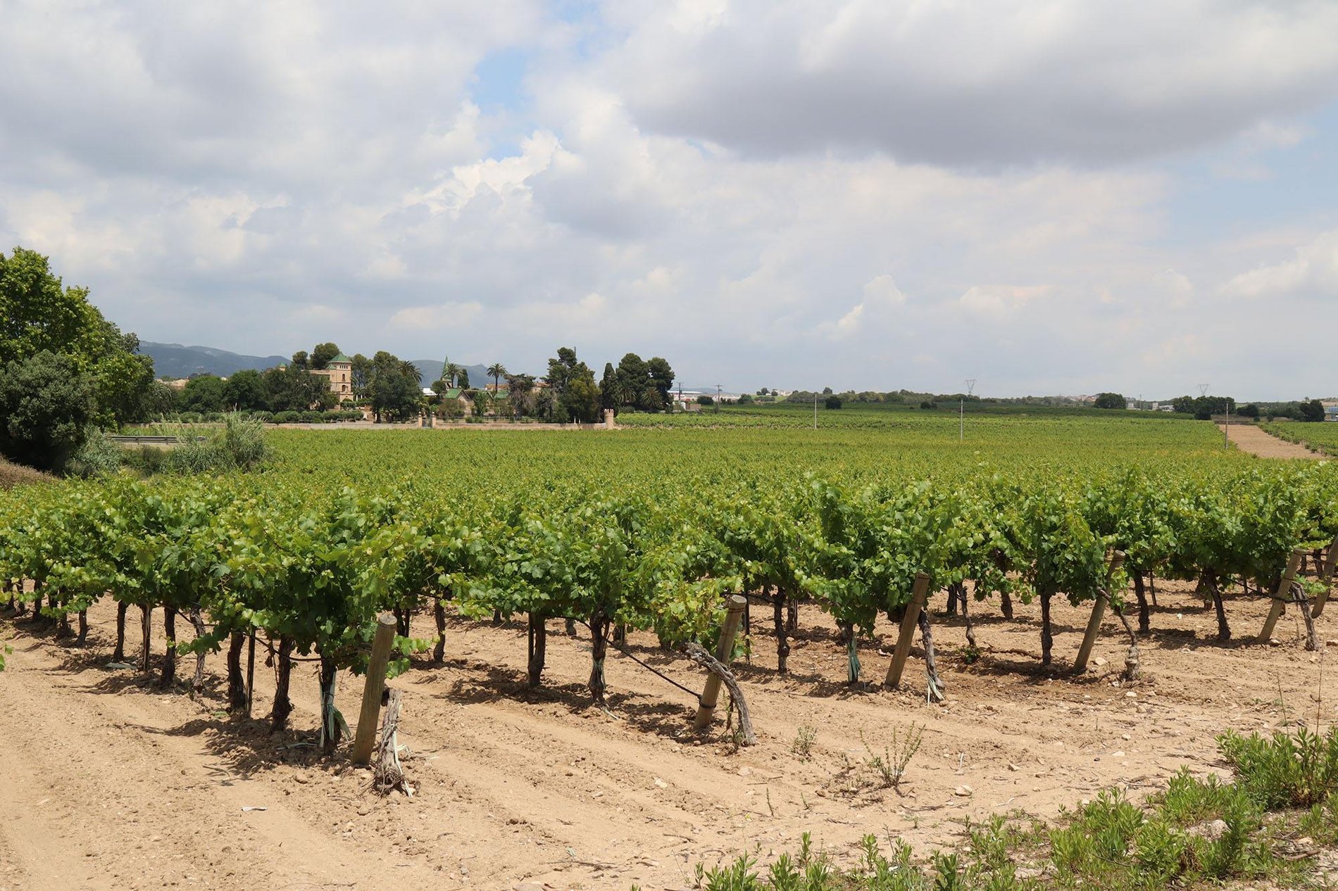 Rural Estate With 20ha Of Operating Vineyards For Sale In Tarragona