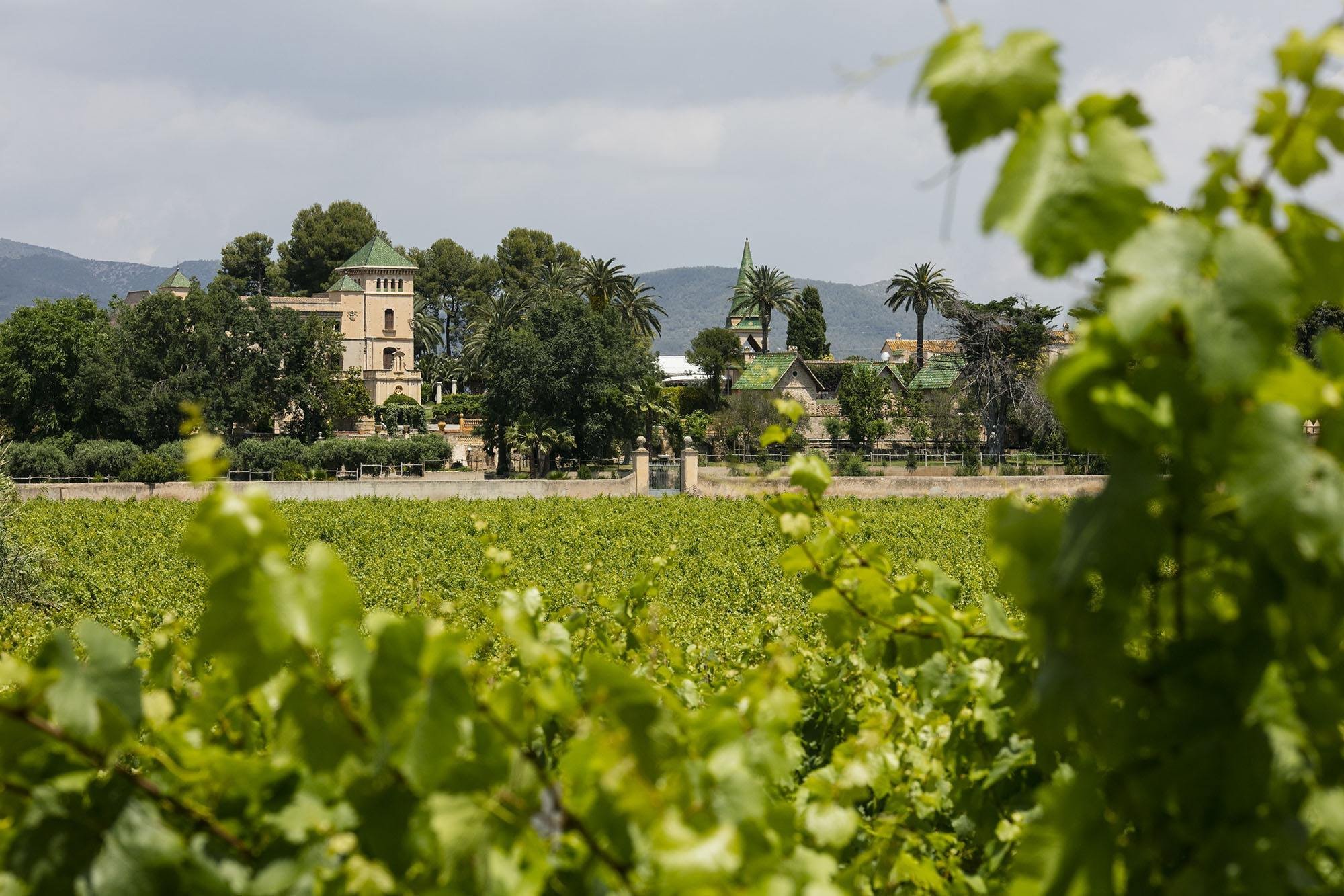 Rural Estate With 20ha Of Operating Vineyards For Sale In Tarragona
