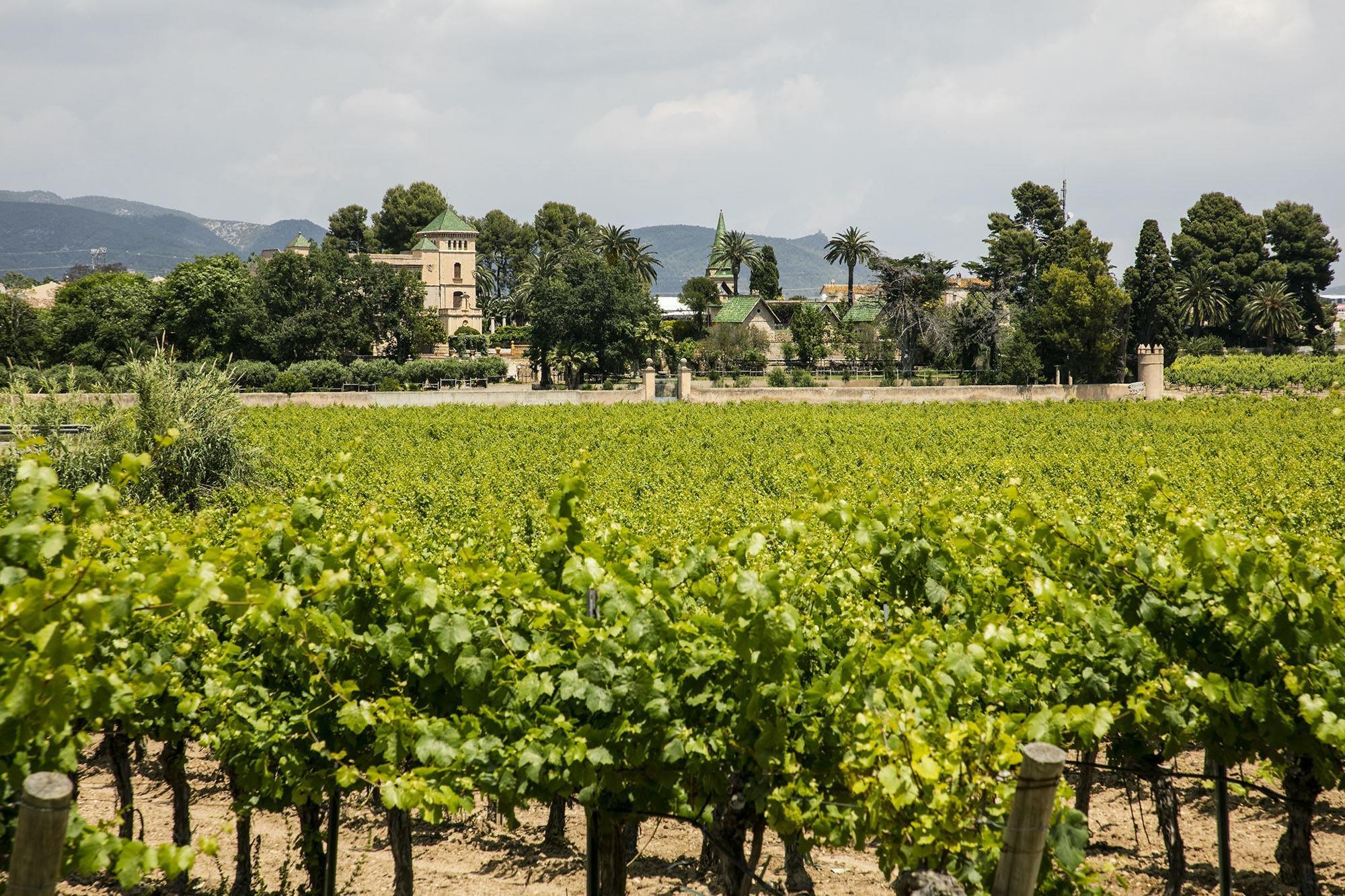 Rural Estate With 20ha Of Operating Vineyards For Sale In Tarragona