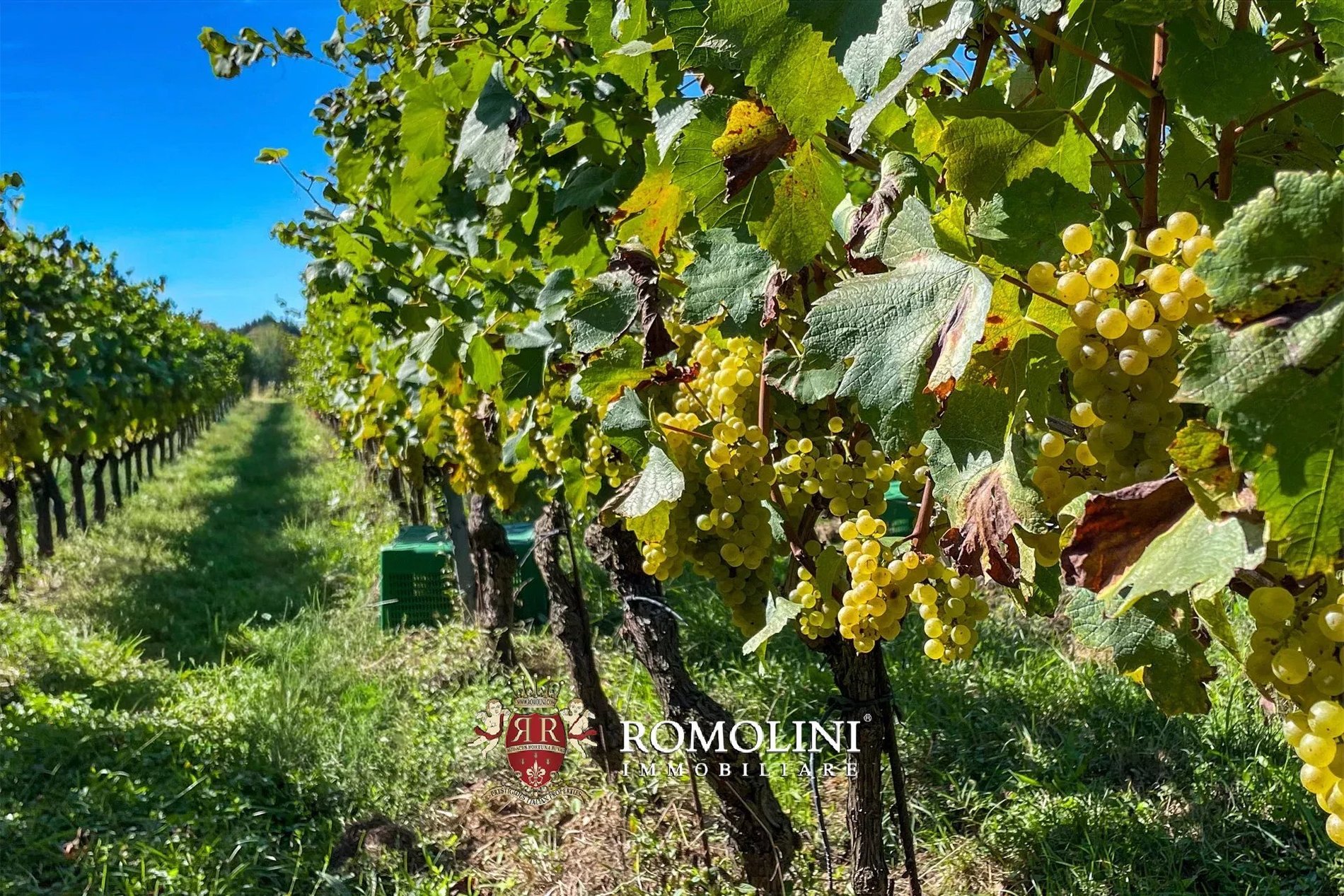 Wine Estate With Castle For Sale In Lunigiana, Tuscany